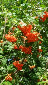 Forage Wild Rowan Berries for a Cranberry Substitute (with Swedish Meatball Recipe) Image